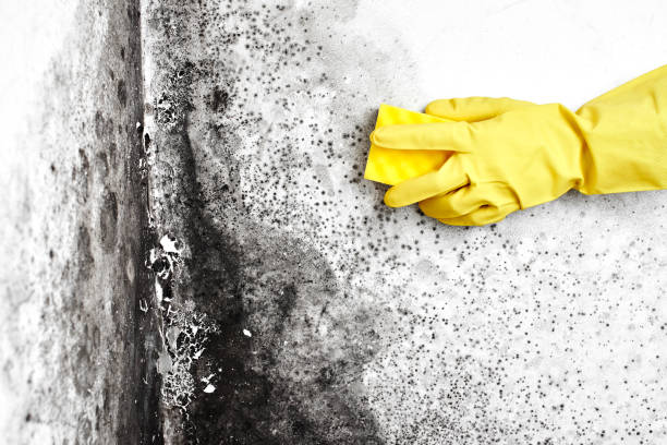 Best Local Mold Removal Service  in Morton, PA
