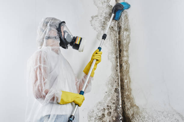 Best Toxic Mold Removal  in Morton, PA
