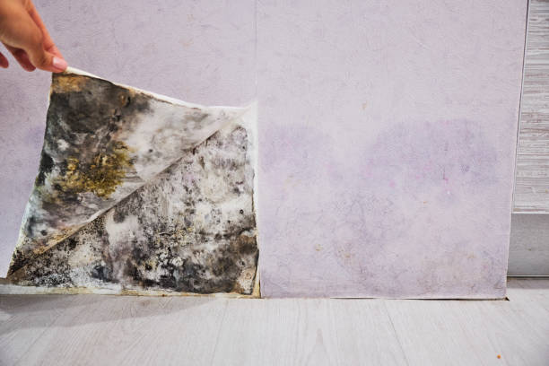 Trusted Morton, PA Mold Removal Experts